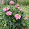 Monarde Sugar Buzz Pink Frosting - Le jardin qui attire les abeilles