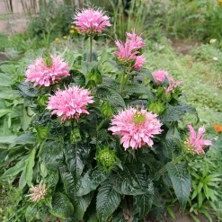 Monarde Sugar Buzz Pink Frosting - Le jardin qui attire les abeilles