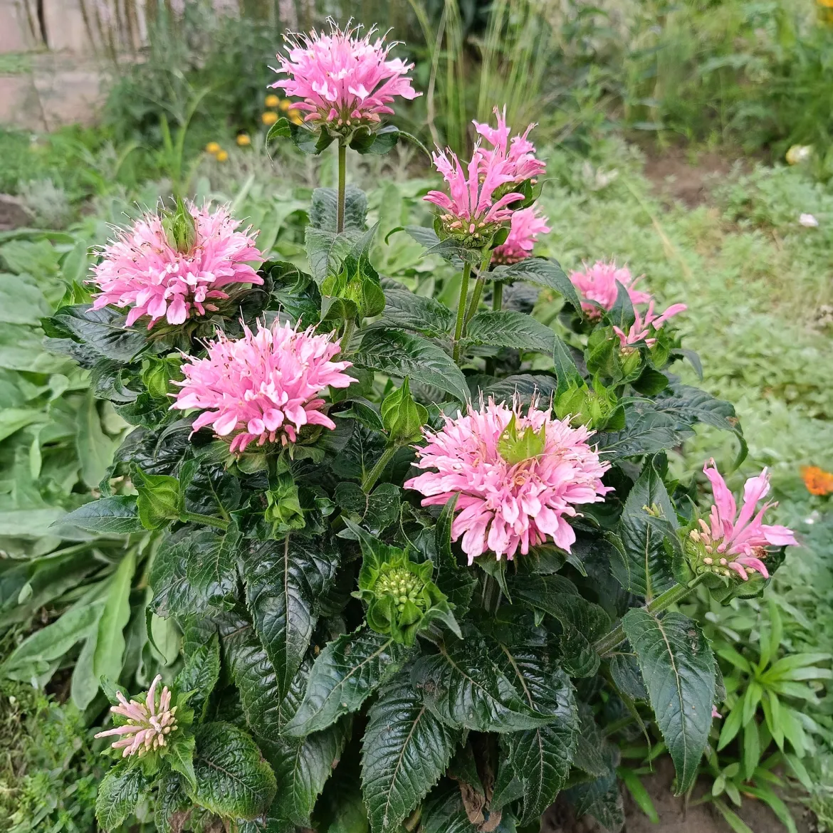 Monarde Sugar Buzz Pink Frosting - Le jardin qui attire les abeilles