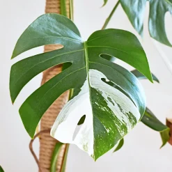 Monstera Deliciosa Variegata - La star déco aux feuilles rares