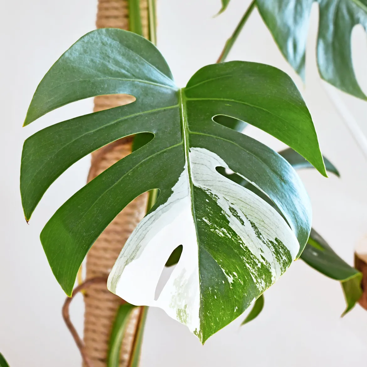 Monstera Deliciosa Variegata - La star déco aux feuilles rares