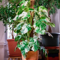 Monstera Deliciosa Variegata - La star déco aux feuilles rares