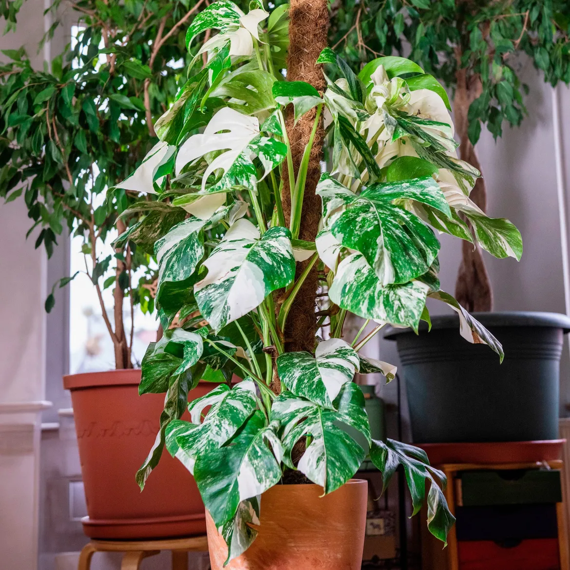 Monstera Deliciosa Variegata - La star déco aux feuilles rares