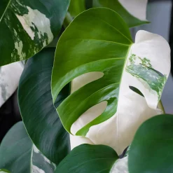 Monstera Deliciosa Variegata - La star déco aux feuilles rares