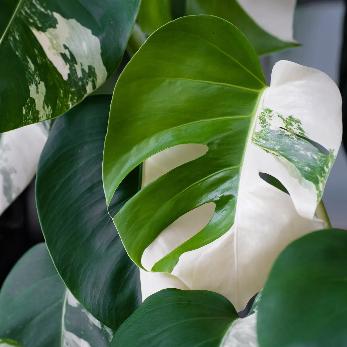 Monstera Deliciosa Variegata - La star déco aux feuilles rares