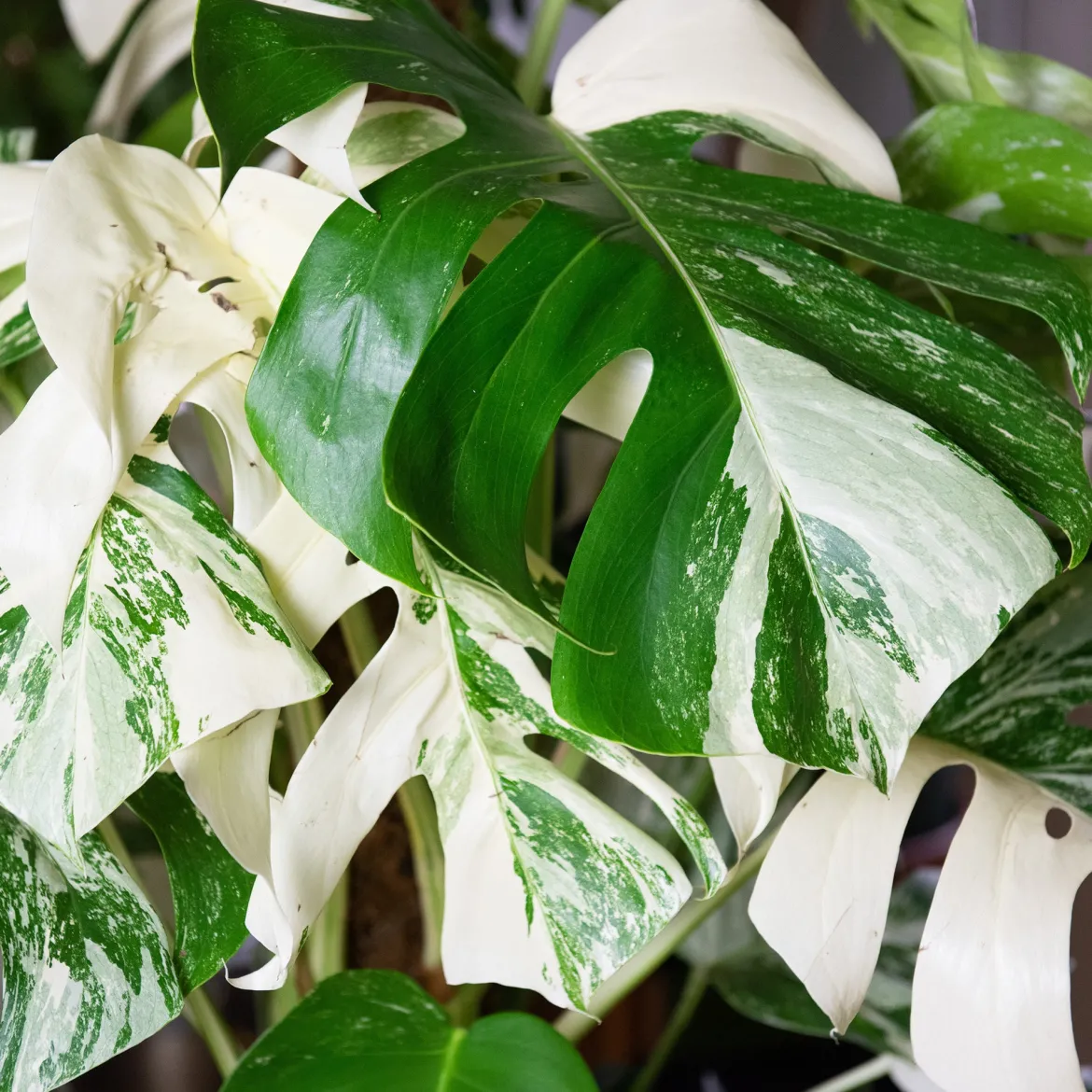 Monstera Deliciosa Variegata - La star déco aux feuilles rares