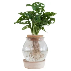 Monstera et son Ampoule vase avec LED - Robuste et décorative d'intérieur