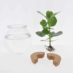 Monstera et son ampoule vase - Idéale pour un effet tropical immédiat