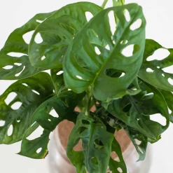 Monstera - L'effet jungle en un geste