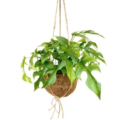 Monstera minima et son pot en fibre de noix de coco - L'effet jungle sans effort