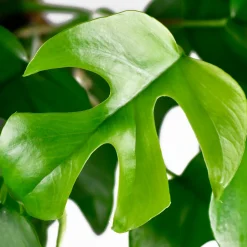 Monstera Minima - L'effet jungle en version mini