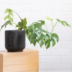 Monstera Minima - L'effet jungle en version mini