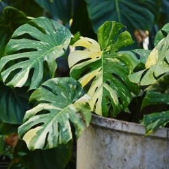 Monstera Thai Constellation - La star déco panachée