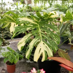 Monstera Thai Constellation - La star déco panachée
