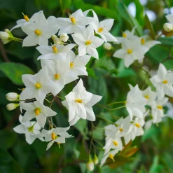 Morelle faux-jasmin - Un mur fleuri tout l'été