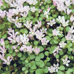 Mouron délicat - Un tapis rose au bord de l'eau
