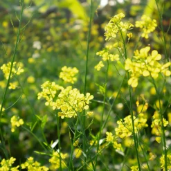 Moutarde blanche - Engrais vert et fleurs en 8 semaines