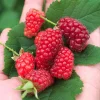 Mûre-framboise Bounty Berry - Le fruit qui régale tout l'été