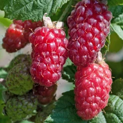Mûre-framboise 'Tayberry' - Deux fruits en un seul plant