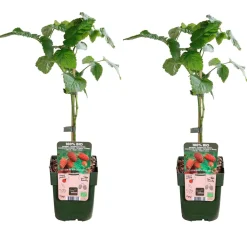Mûre-framboise 'Tayberry' - Deux fruits en un seul plant