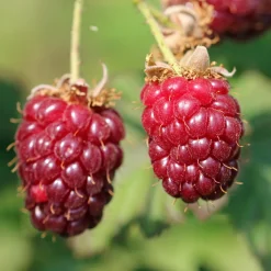 Mûre Loganbes - Le goût framboise-mûre