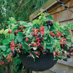 Mûrier Cascade noire - Des mûres même sur balcon