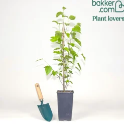 Mûrier de Corée 'Mulle' - Des mûres dès la 1re année
