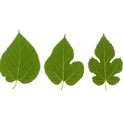 Mûrier à grandes feuilles - De l'ombre et des fruits vite