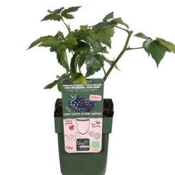 Mûrier nain Rubus 'Little Black Prince' Noir - Bio - Des mûres sans épines