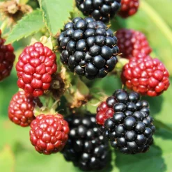 Mûrier nain Rubus 'Little Black Prince' Noir - Bio - Des mûres sans épines