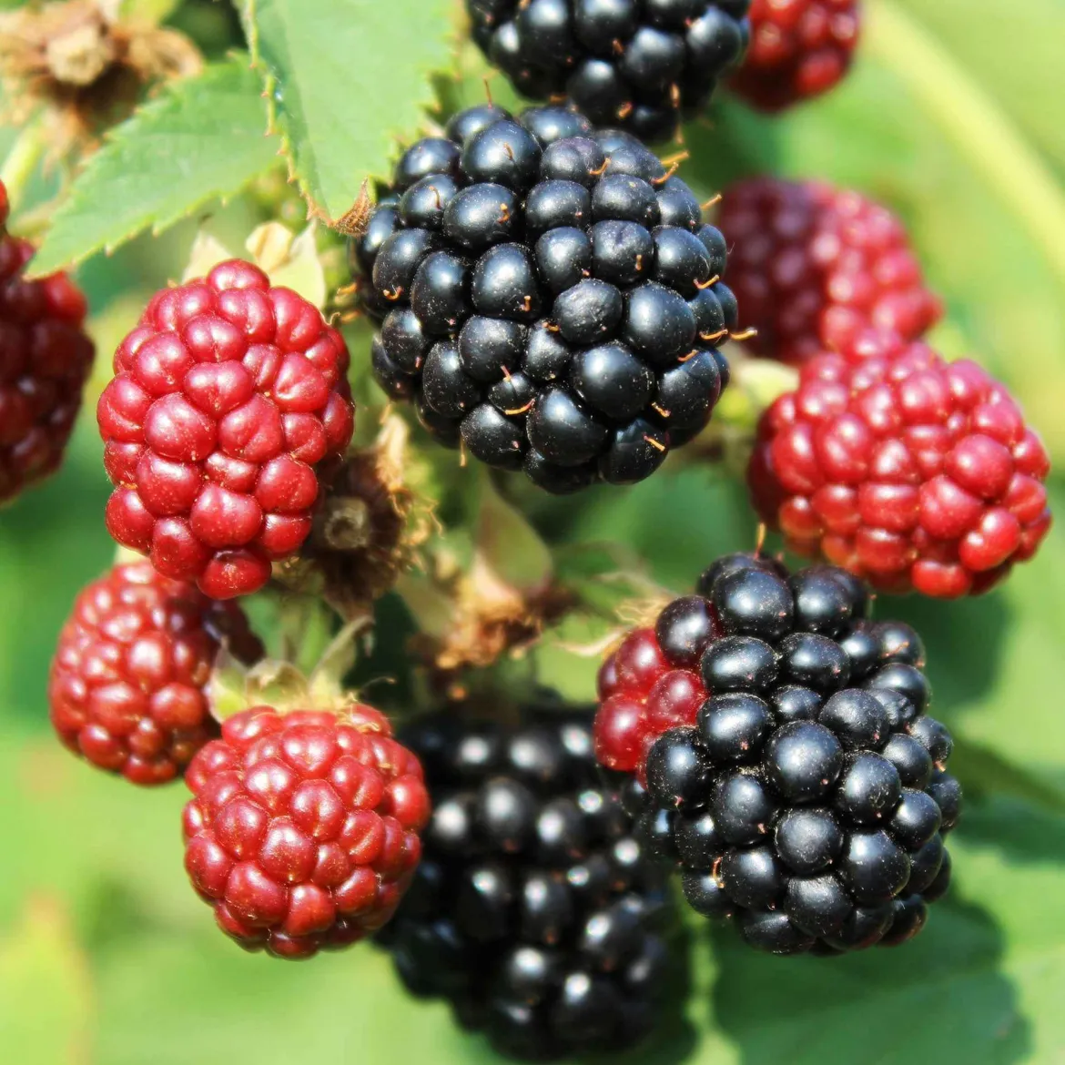 Mûrier nain Rubus 'Little Black Prince' Noir - Bio - Des mûres sans épines