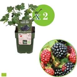 Mûrier nain Rubus 'Little Black Prince' Noir - Bio - Des mûres sans épines
