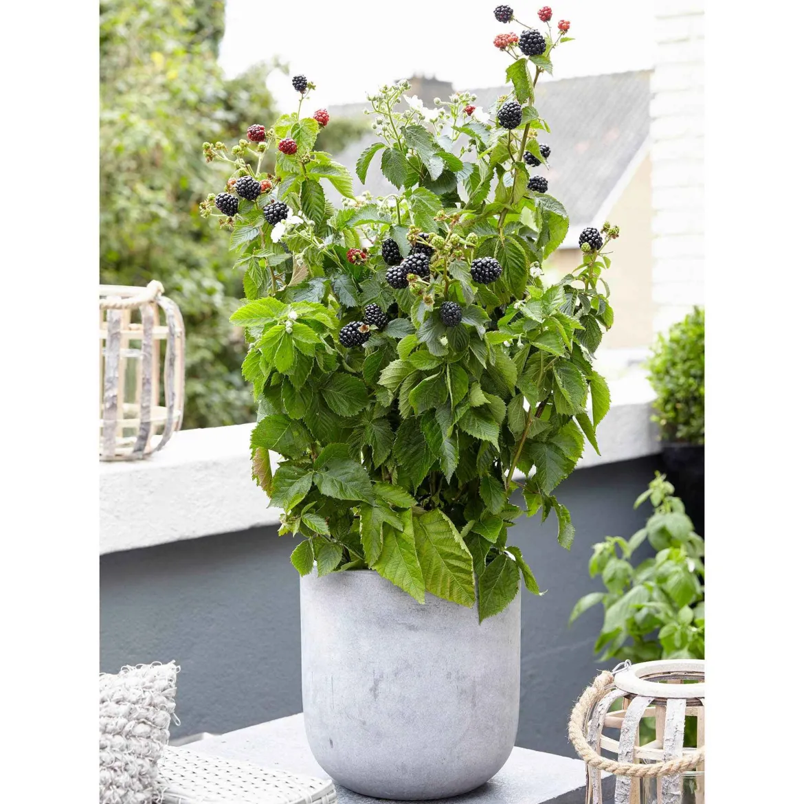 Mûrier nain Rubus 'Little Black Prince' Noir - Bio - Des mûres sans épines
