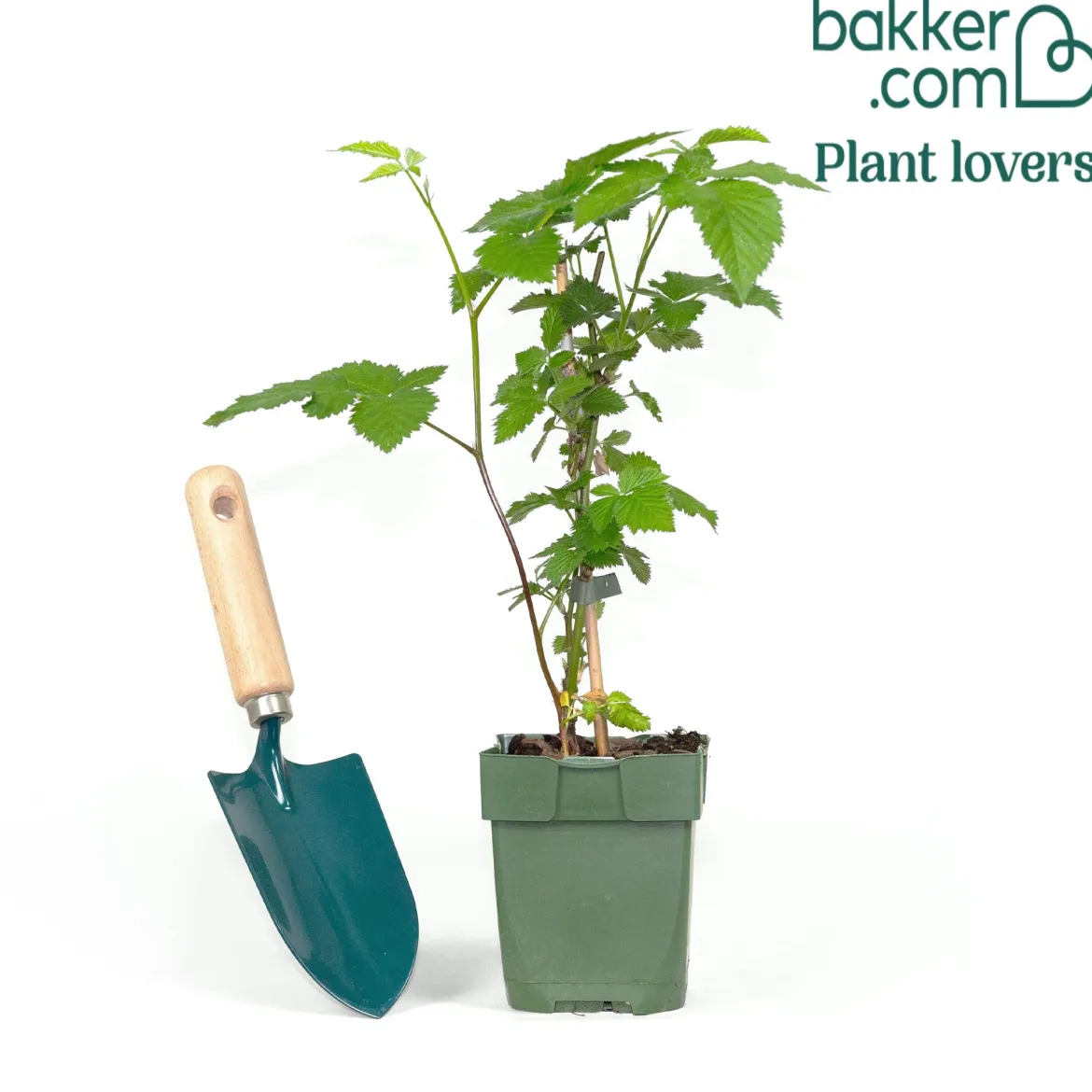 Mûrier nain Rubus 'Little Black Prince' Noir - Bio - Des mûres sans épines