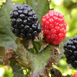 Mûrier Reuben - Des mûres sans une épine
