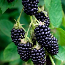 Mûrier sans épines 'Black Satin' - Des mûres sans une seule épine