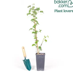 Mûrier Thornless Evergreen - Des mûres sans une seule épine