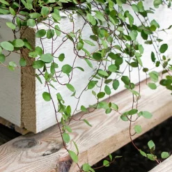Muehlenbeckia complexa - Cascade verte sans effort
