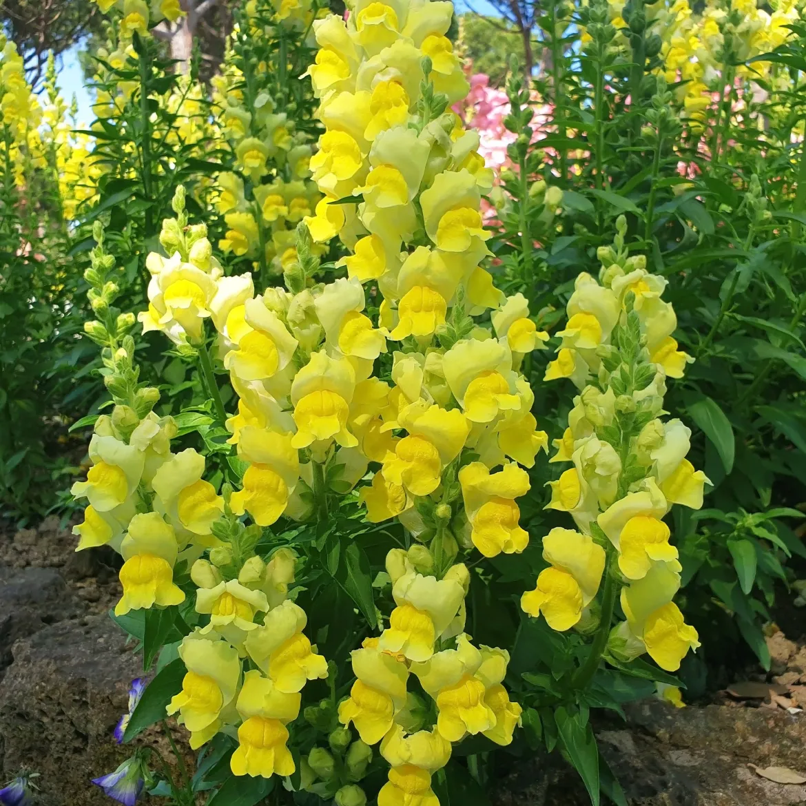Muflier jaune - Jaune éclatant tout l'été