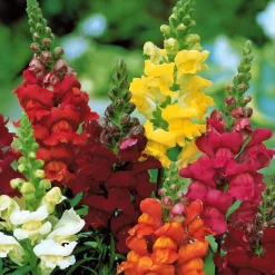 Muflier 'Majestic' - Des bouquets tout l'été