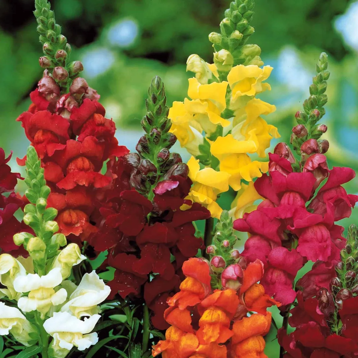 Muflier 'Majestic' - Des bouquets tout l'été
