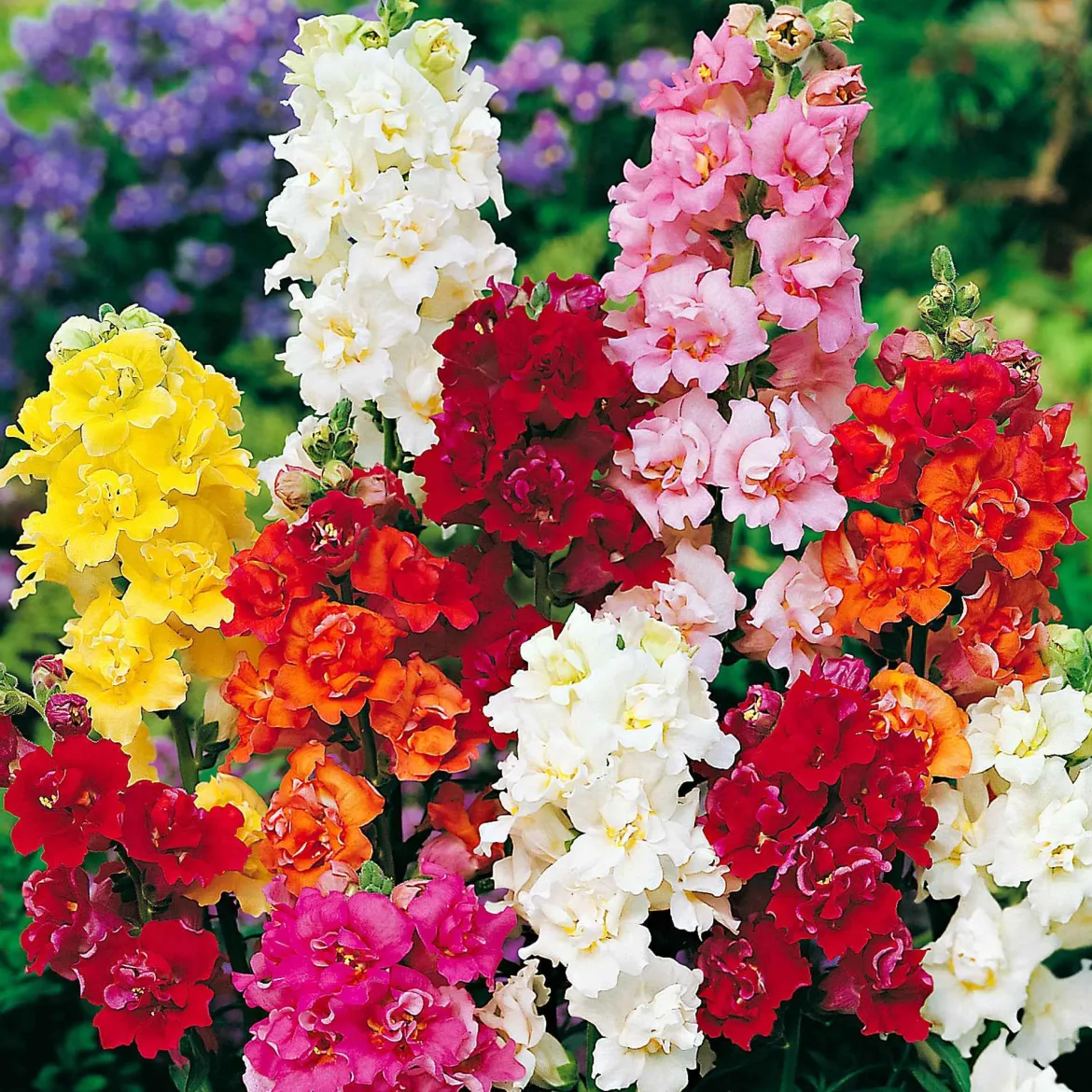 Muflier 'Majestic' - Des bouquets tout l'été
