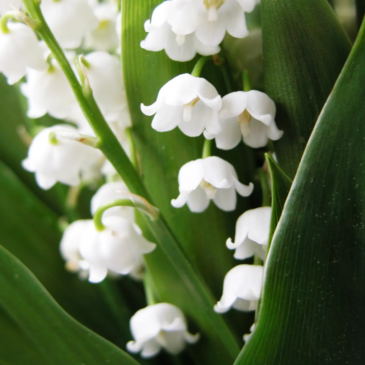 Muguet blanc - Le parfum du 1er mai chez vous