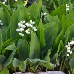 Muguet blanc - Le parfum du 1er mai chez vous