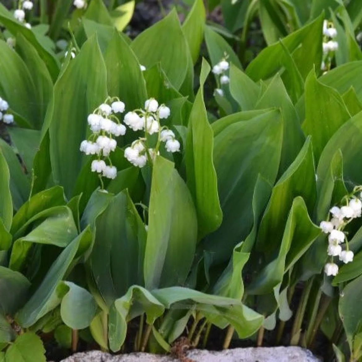 Muguet blanc - Le parfum du 1er mai chez vous