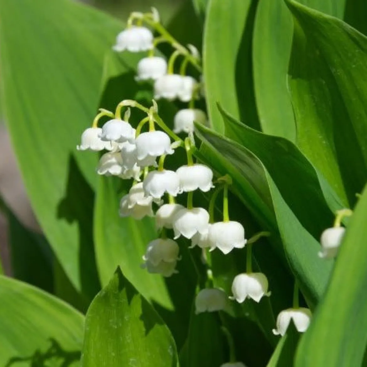 Muguet blanc - Le parfum du 1er mai chez vous