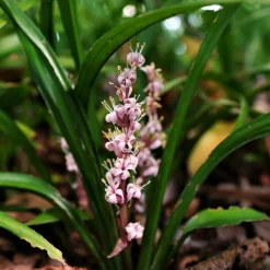 Muguet de Chine - Un tapis fleuri sans effort