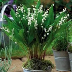 5 Muguets géant Bordeaux - Le muguet en version XXL