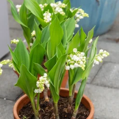 5 Muguets géant Bordeaux - Le muguet en version XXL
