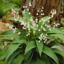 3 Muguets roses Extra - Le muguet, version rose